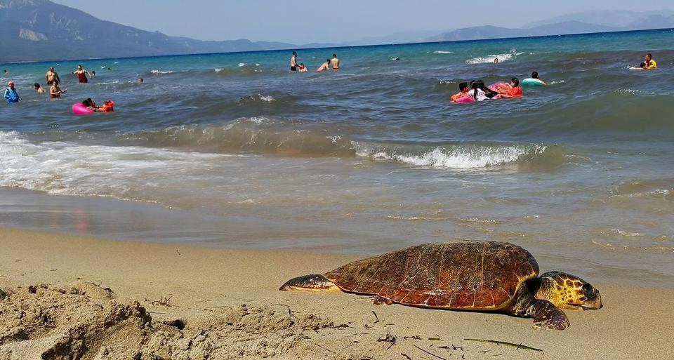 Kuşadası’nda karaya vuran Caretta caretta incelemeye alındı