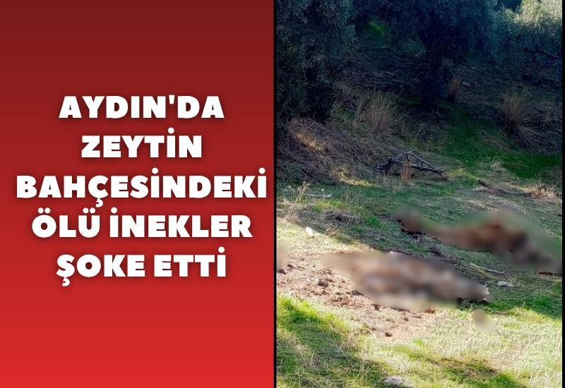 Aydın'da zeytinlikteki ölü inekler şoke etti