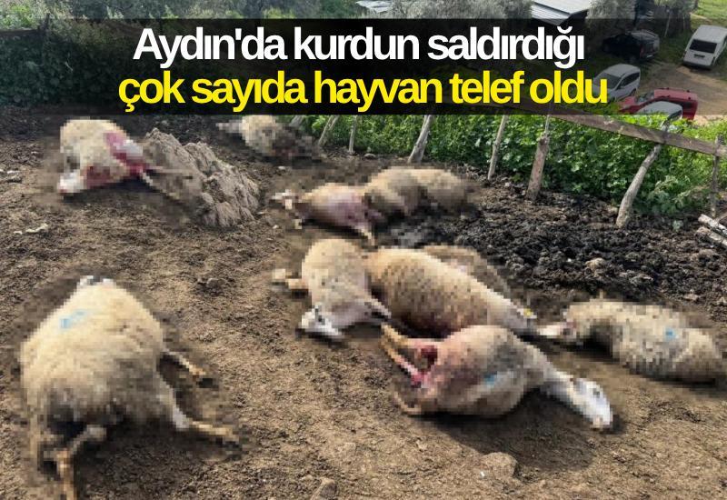 Aydın'da kurdun saldırdığı çok sayıda hayvan telef oldu