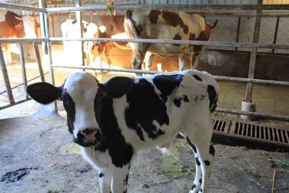 Şap yüzünden beside yüzde 30 kayıp tahmin ediliyor