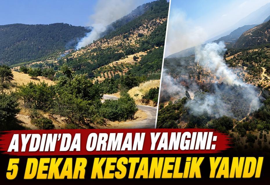 Aydın'da orman yangını: 5 dekar kestanelik yandı