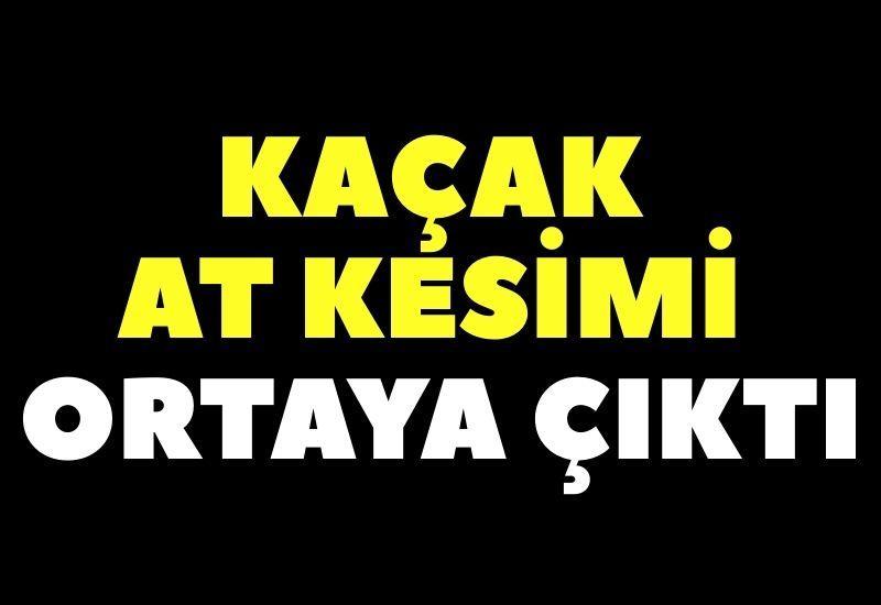 Kaçak at kesimi ortaya çıktı