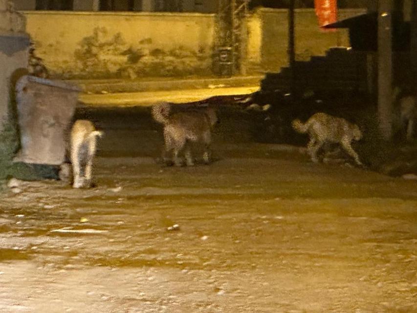 Sokak köpekleri tehlike saçıyor