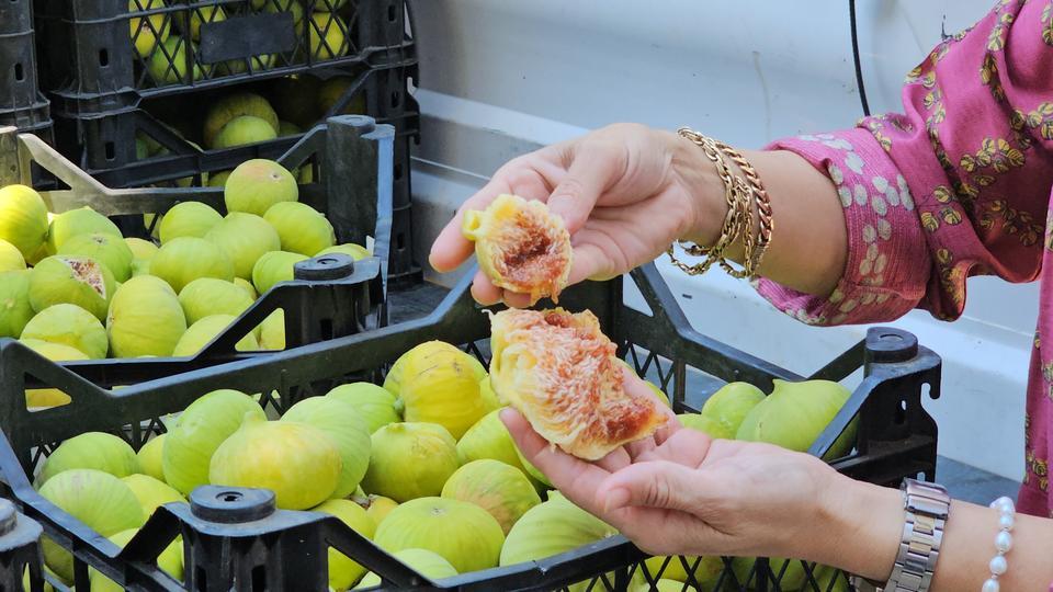 KURAKLIĞA RAĞMEN GERMENCİK İNCİRİ KALİTESİYLE GÖZ DOLDURUYOR