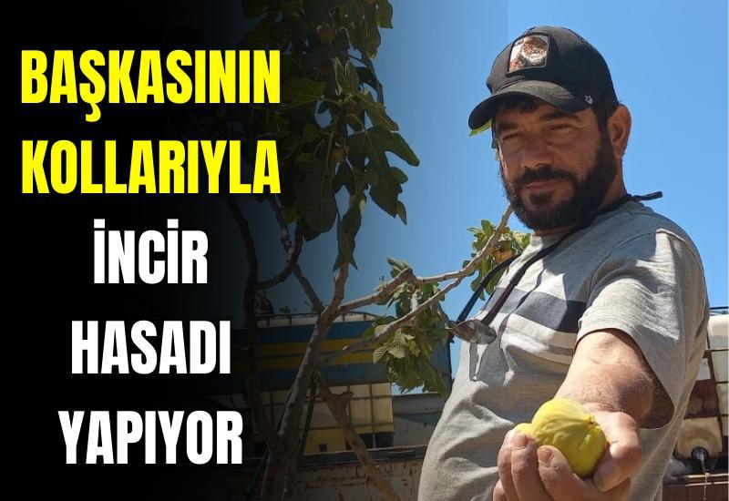 Başkasının kollarıyla incir hasadı yapıyor