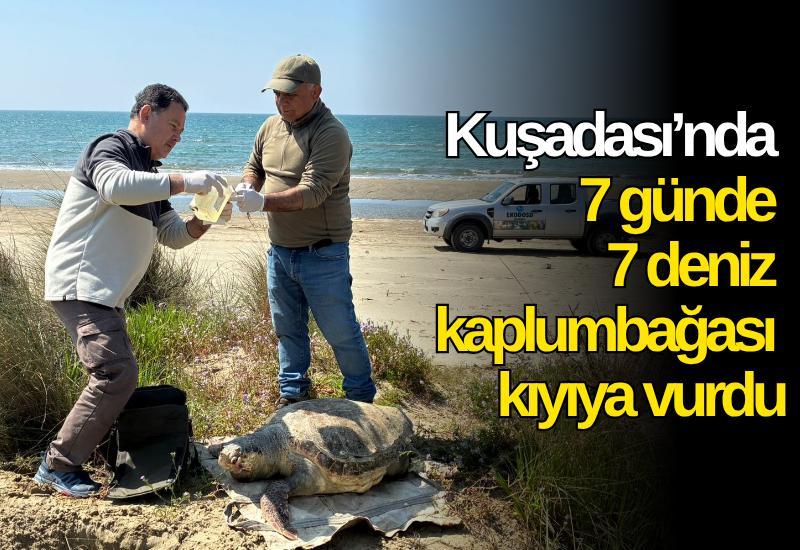 Kuşadası’nda 7 günde 7 deniz kaplumbağası kıyıya vurdu