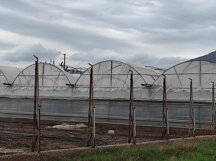 FETHİYE SERALAR HASAR GÖRDÜ, AĞAÇLAR DEVRİLDİ ÖLÜDENİZ'DE DALGA BOYU 3 METREYİ AŞTI