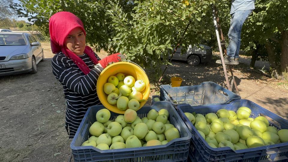 Elma diyarı Eğirdir'de hasat başladı, kuraklık rekolteyi vurdu