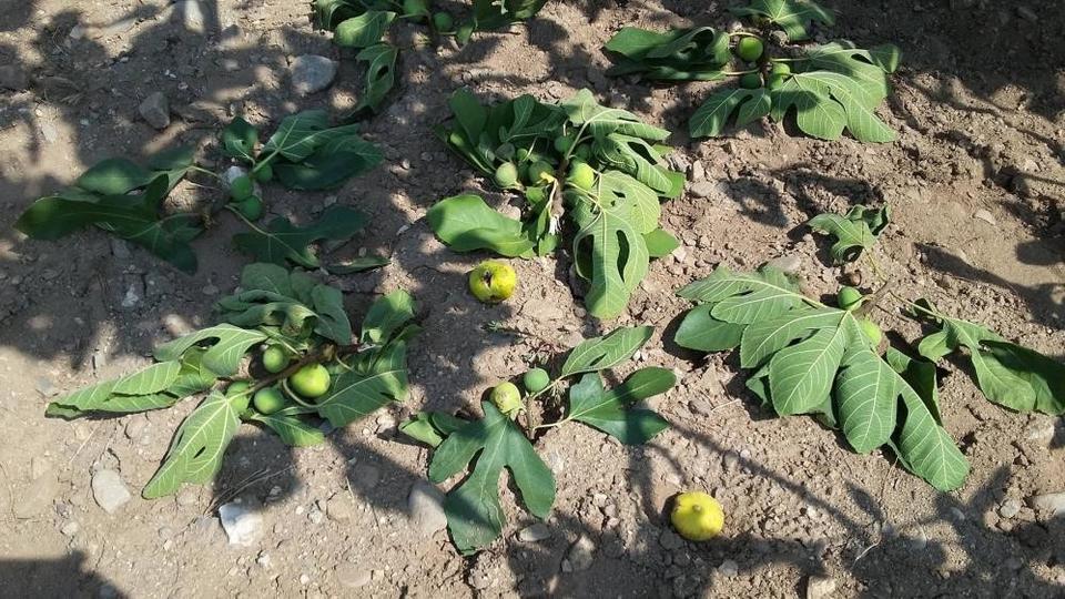 EGE'DE DOMUZ SORUNU ARTARAK DEVAM EDİYOR DOMUZLAR ÜRETİM MALİYETLERİNİ DE ARTTIRDI