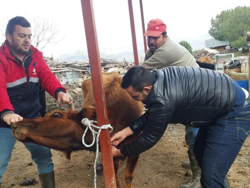KOÇARLI'DA HAYVAN SAĞLIĞI ÇALIŞMALARI SÜRÜYOR