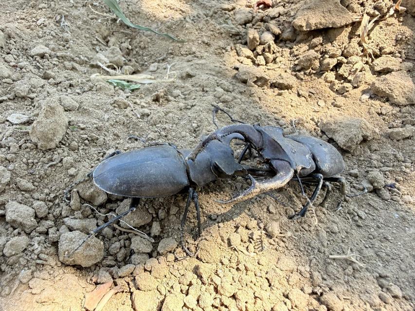 NESLİ TÜKENME TEHLİKESİ ALTINDAKİ GEYİK BÖCEĞİ GÖRDES'TE GÖRÜLDÜ
