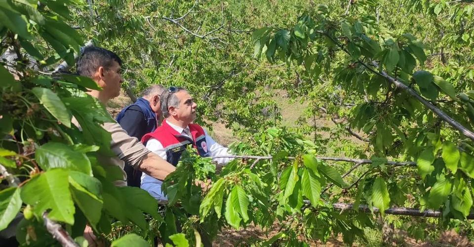 Aydın'da dolu felaketi: Tarım arazilerinde hasar büyük