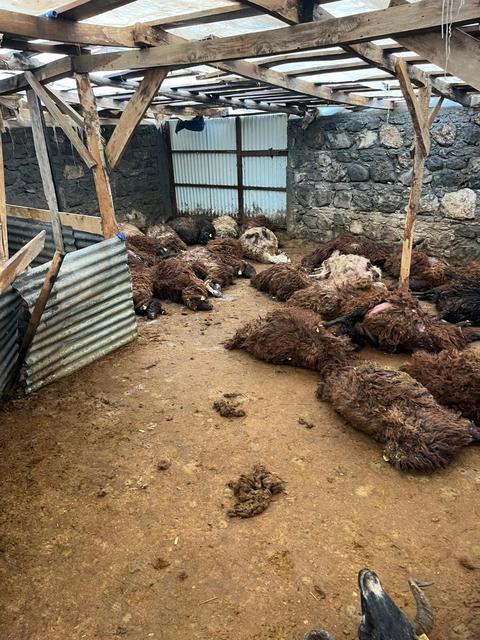 KARS'TA KURT DEHŞETİ: AÇ KURTLAR 130 KOYUNU TELEF ETTİ