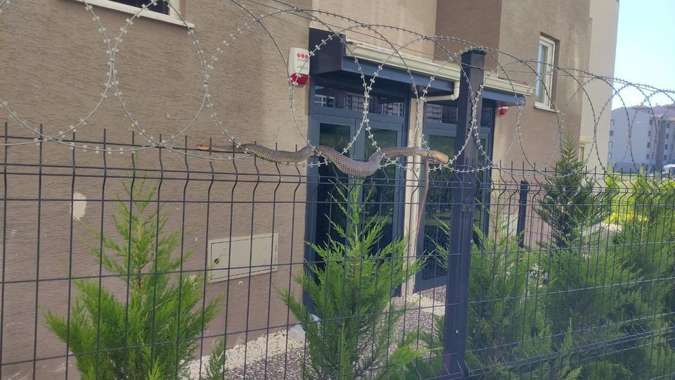 Tellere dolanan 1,5 metre boyundaki yılan korkuttu