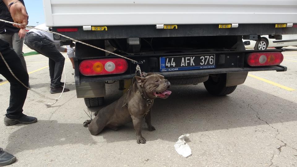 MALATYA'DA ETKİNLİKTE PİTBULL DEHŞETİ: BİR KADIN YARALANDI PİTBULL CİNSİ KÖPEĞİ 4 KİŞİ ZOR ZAPT ETTİ