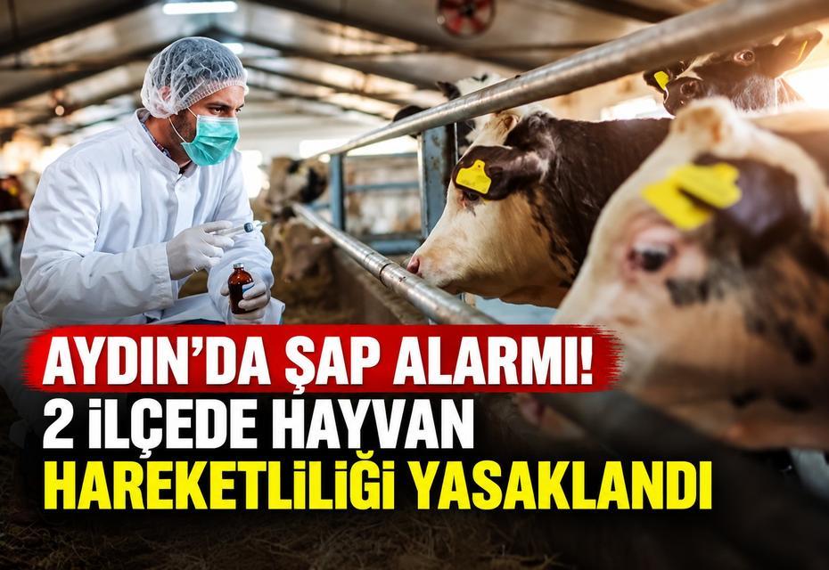 Aydın’da şap alarmı! 2 ilçede hayvan hareketliliği yasaklandı