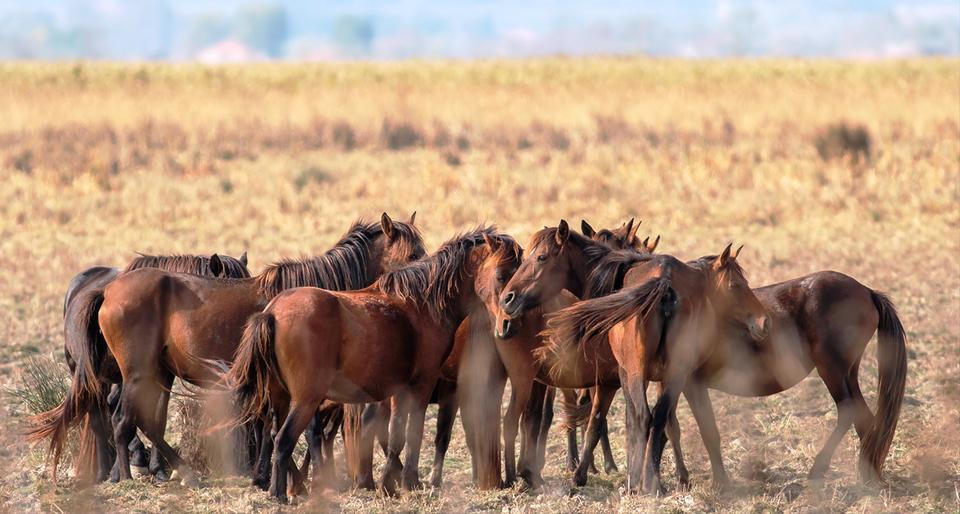 SAVCININ OBJEKTİFİNDEN YABAN HAYATI SAVCININ ÇEKTİĞİ HAYVANLAR ALEMİ VİDEOLARI BELGESELLERİ ARATMIYOR