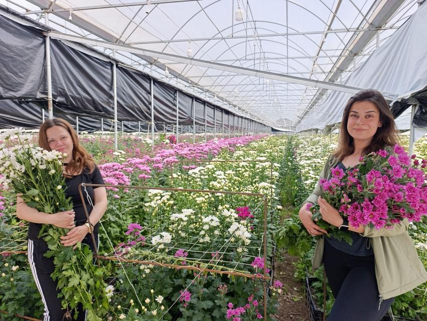 Jeotermal seralarda kasımpatı hasadı başladı