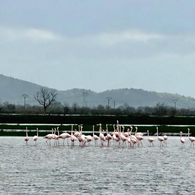 Aydın'da tarlaları su bastı, flamingolar keyfini sürdü