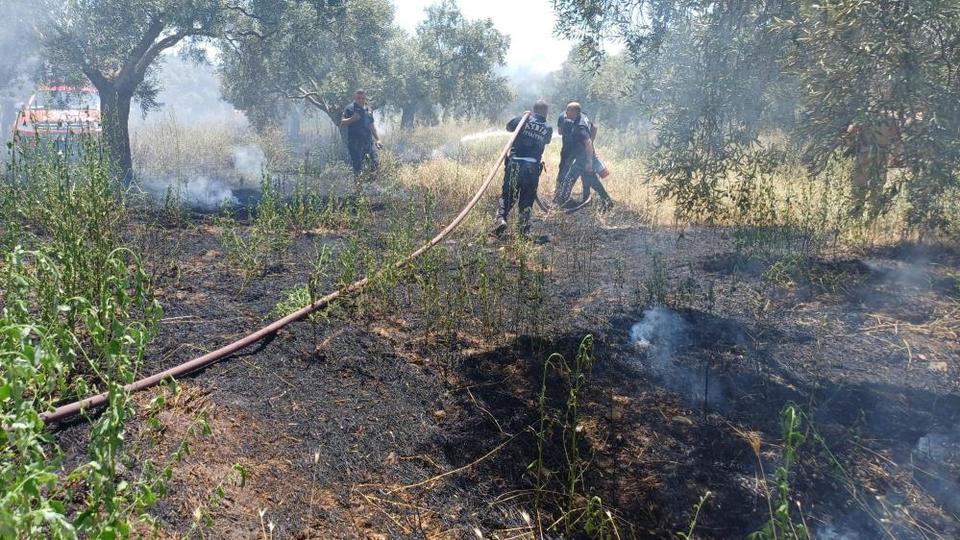 Aydın'da ot biçerken zeytinliği yaktı