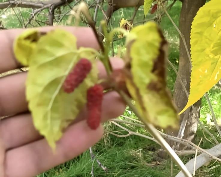 TUNCELİ'DE DUT AĞACI MEVSİMİ ŞAŞIRDI, İKİNCİ KEZ MEYVE VERDİ