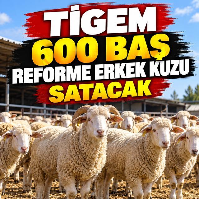 TİGEM 600 baş reforme erkek kuzu satacak