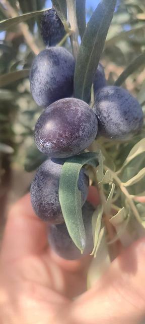 Didim’de zeytin hasadı başladı