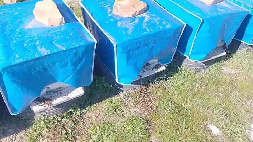 Zirai ilaçlama arıların ölümüne sebep oldu