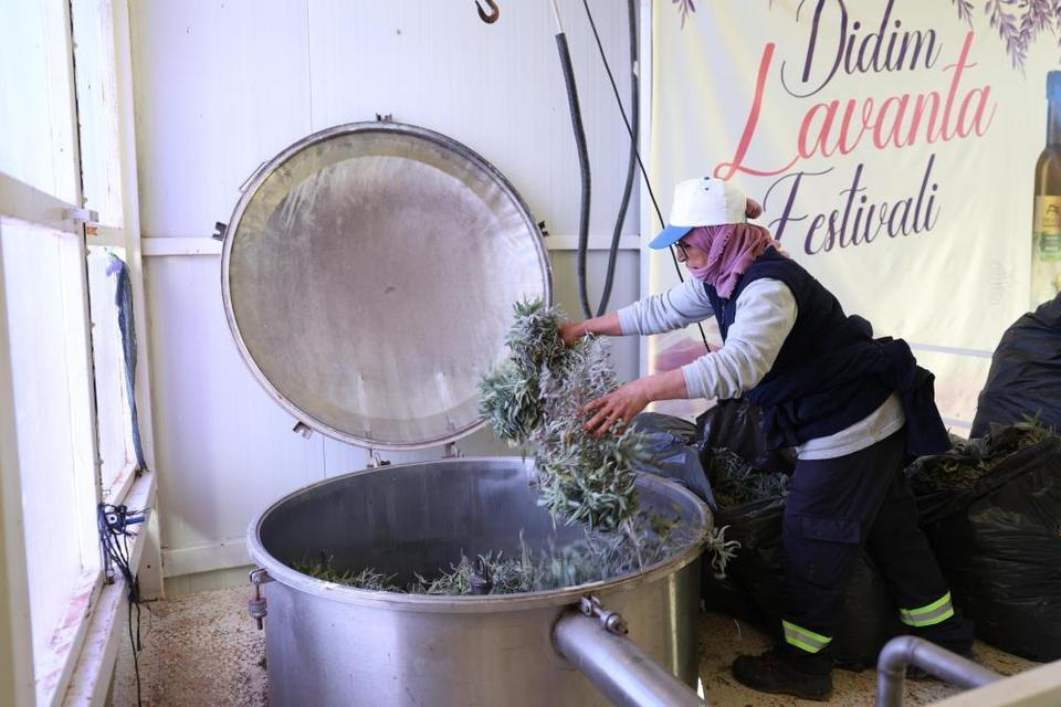 Didim’de ada çayı hasadı yapıldı