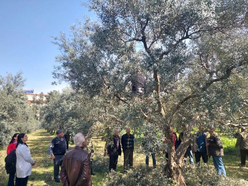 Koçarlılı üreticilere uygulamalı budama eğitimi