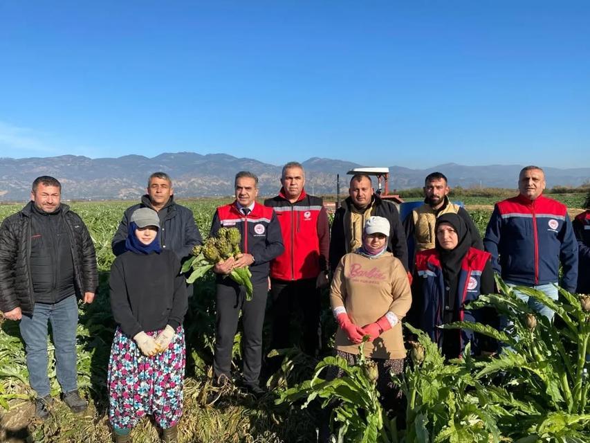 Coğrafi İşaretli Aydın Enginarı’nda hasat başladı