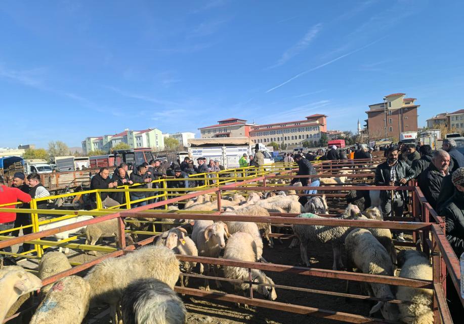 O ilçede hayvan pazarı açıldı