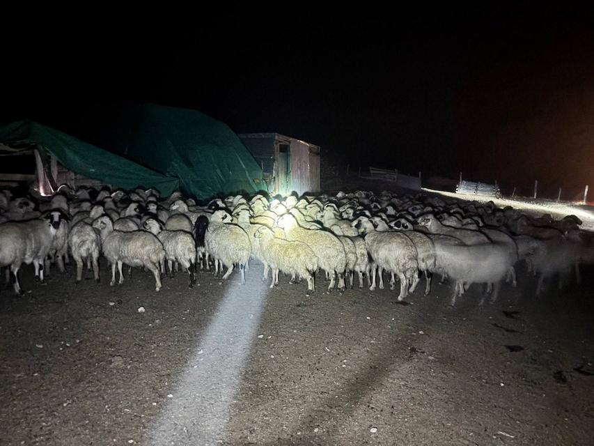 200 koyun drone destekli aramayla bulundu