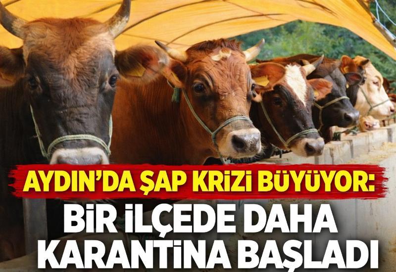 Aydın'da şap krizi büyüyor: Bir ilçede daha karantina başladı