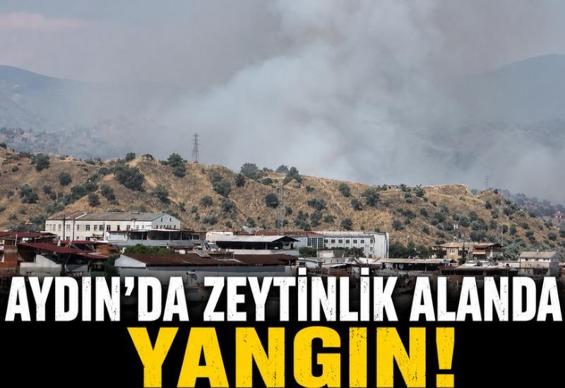 Aydın'da zeytinlik alanda yangın!