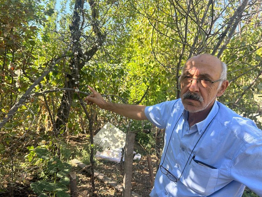Erik ağacı ağustosun sonunda çiçek açtı