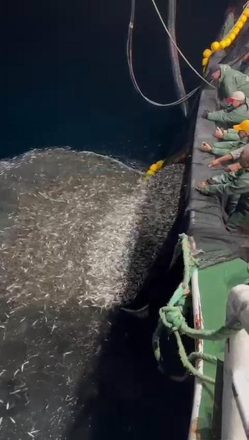 Balıkçılardan örnek avcılık, yavru balıkları denize geri saldı