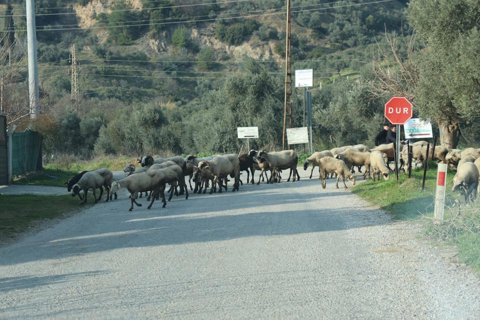 Aydın'da havalar ısındı, sürüler doğaya salındı