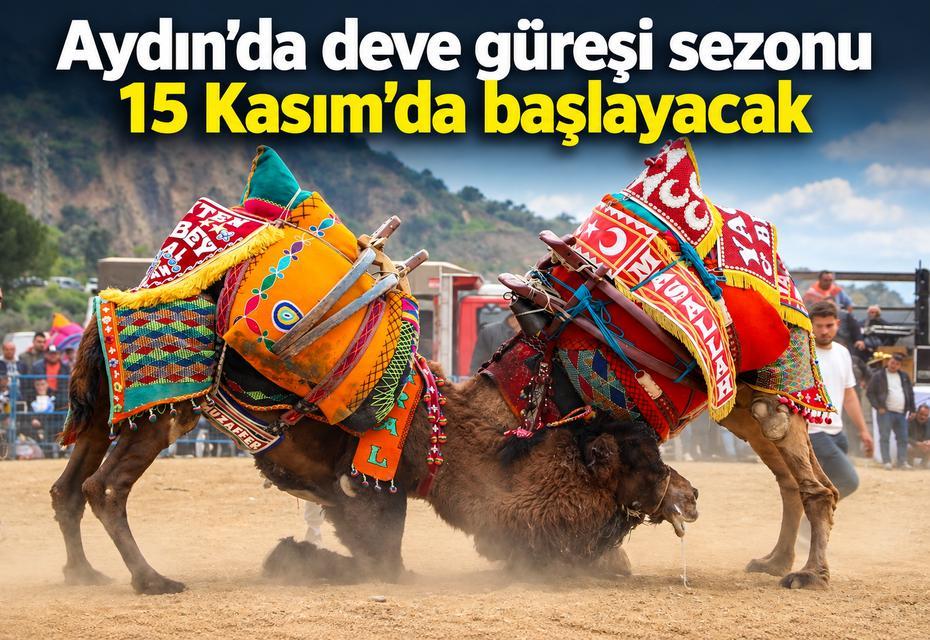 Aydın'da deve güreşi sezonu 15 Kasım'da başlayacak