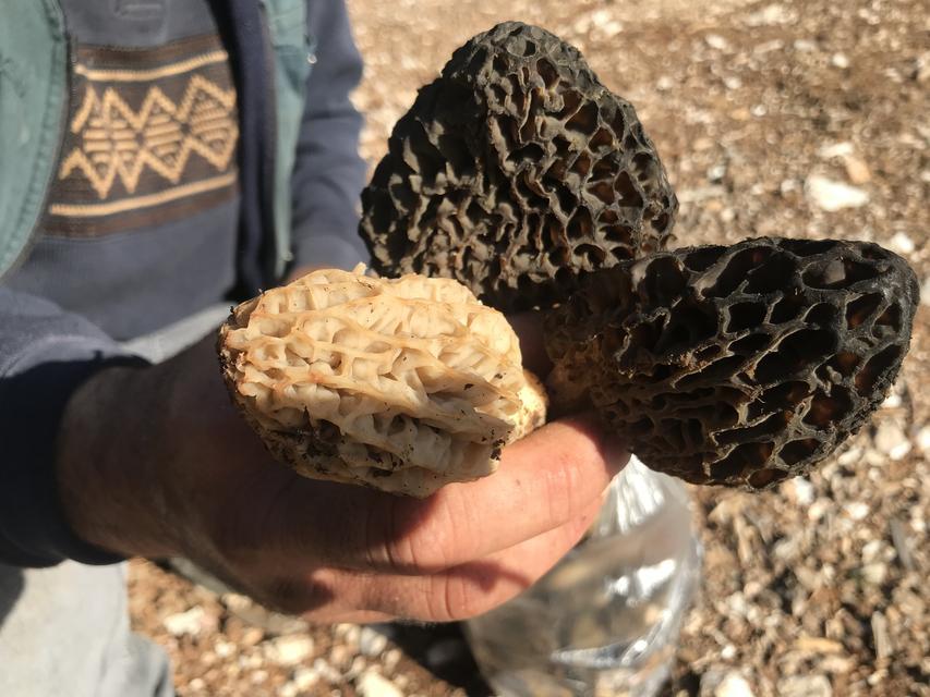 ANTALYA'DA 'KUZUGÖBEĞİ MANTARI' SEZONU BAŞLADI AKSEKİ İLÇESİNDE, SEDİR VE LADİN GİBİ AĞAÇLARIN DİBİNDE TOPLANAN KUZUGÖBEĞİ MANTARI, KİLOGRAMI BİN 250 LİRADAN SATILIYOR