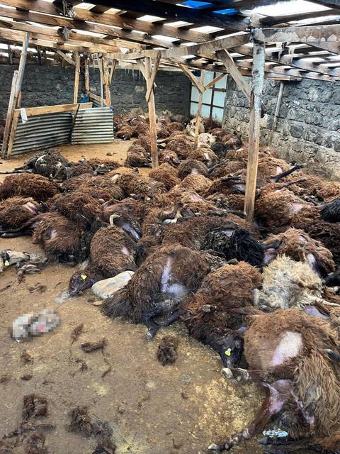 Aç kurtlar 130 koyunu telef etti