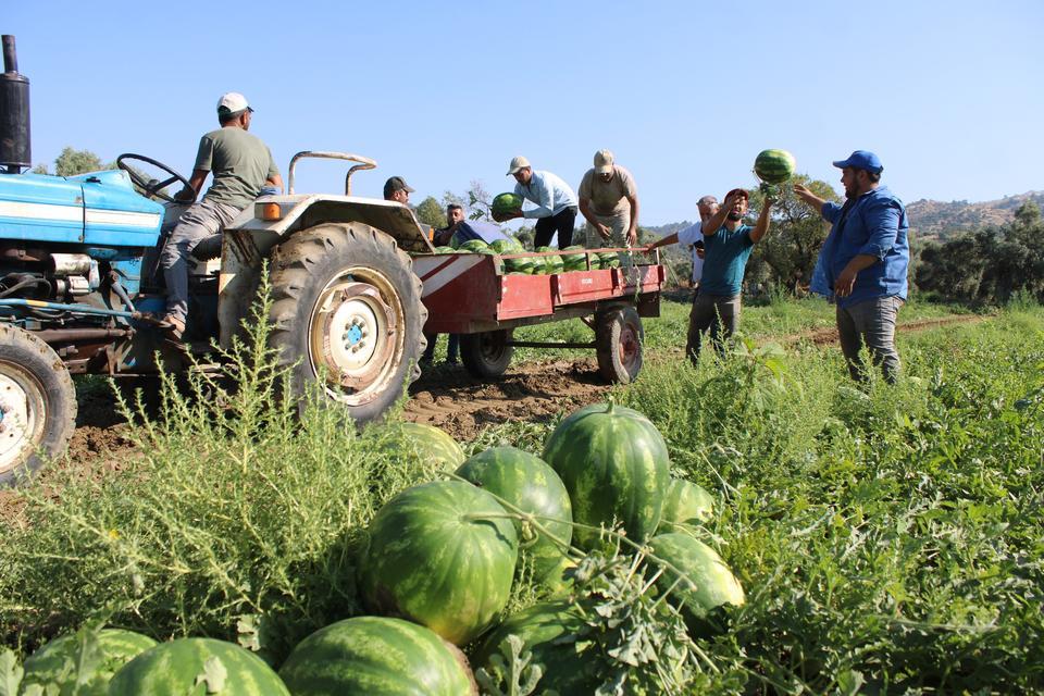 ÇUKUROVA'DAN SONRA TÜRKİYE'NİN GÖZÜ BURADA AYDIN KARPUZU İÇİN PAZARCILAR GÜN DOĞMADAN SIRAYA GİRİYOR KARPUZ KUYRUĞU TARLADA BAŞLIYOR