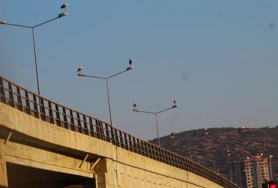 Kuşadası’nda leylekler geri döndü