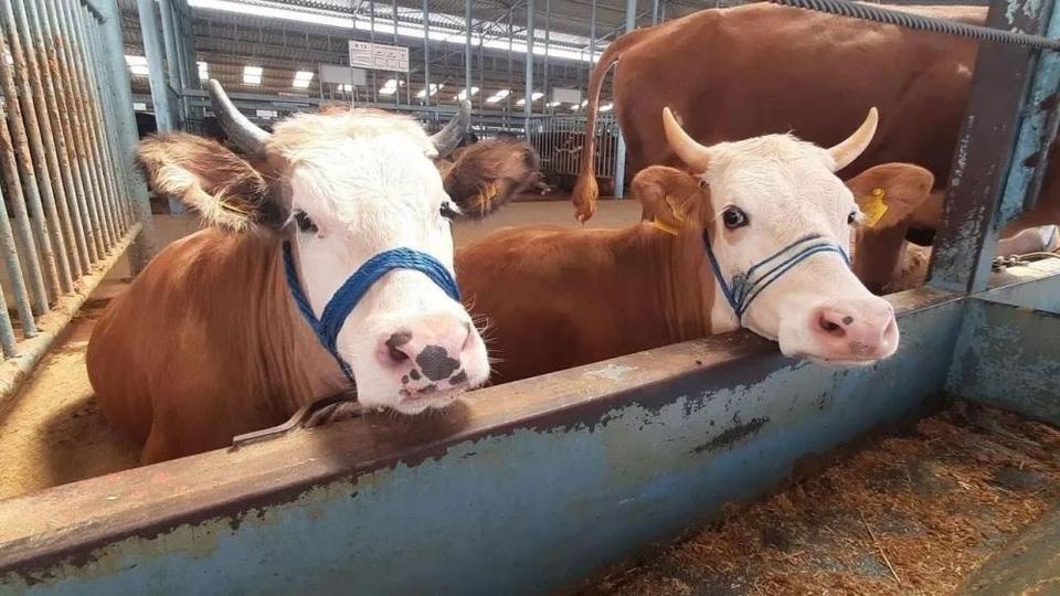 Aydın'ın bir ilçesinde daha şap kısıtılaması kaldırıldı