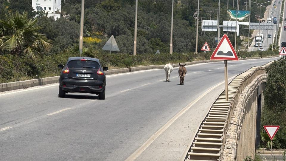 Eşekler trafiği birbirine kattı