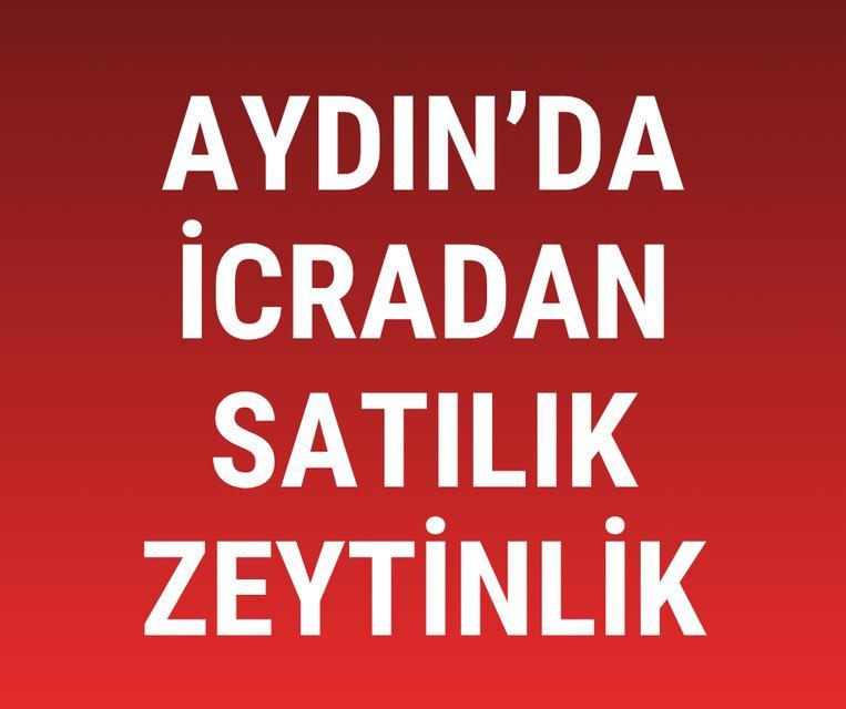 Aydın'da icradan satılık zeytinlik