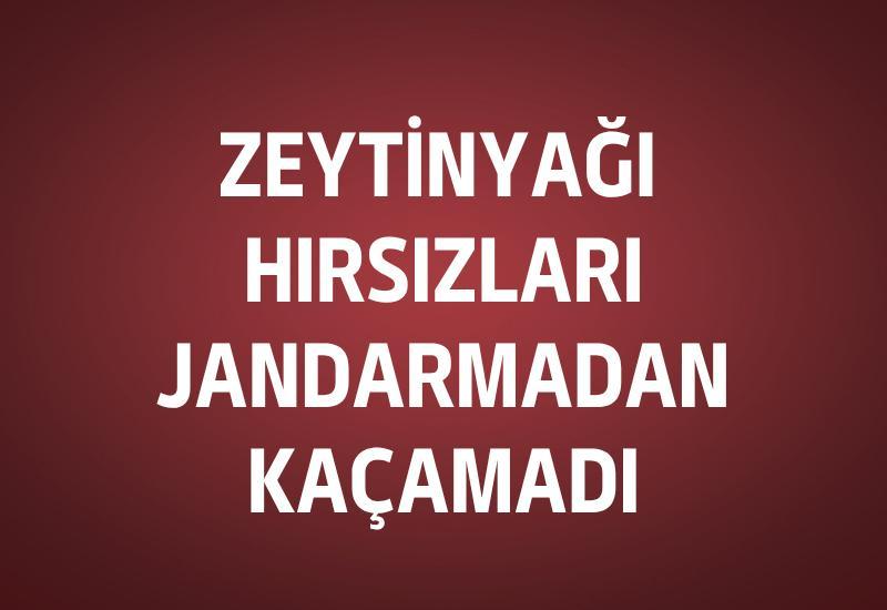 Zeytinyağı hırsızları jandarmadan kaçamadı
