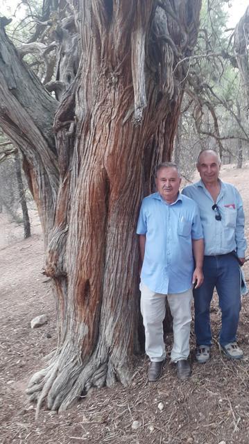 DENİZLİ'DE 700 YILLIK ARDIÇ AĞACI KEŞFEDİLDİ DENİZLİ'DE 700 YILLIK ARDIÇ AĞACI İÇİN TESCİL BAŞVURUSU YAPILDI