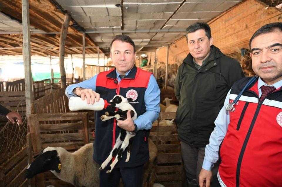 Aydın'dan aldığı koyun 9 doğurdu