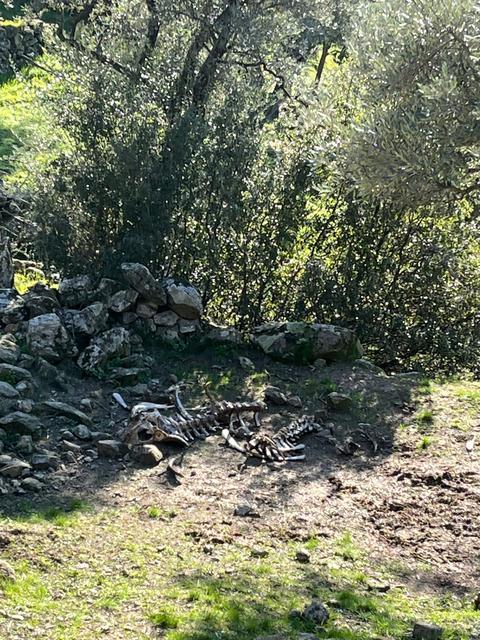 Çine’ye 3 kilometre mesafedeki Karahayıt Mahallesi’nde de hayvanları telef eden Madran Canavarı, bir zeytinlikte görüntülendi.